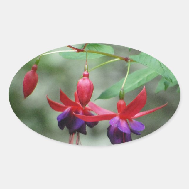 Adesivo Oval Fuschia1A.jpg (Frente)