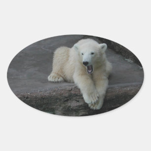 Adesivo Oval Galinha-do-urso-polar
