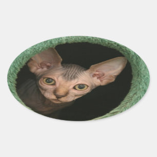 Adesivo Oval Gatinho bonito do sphynx