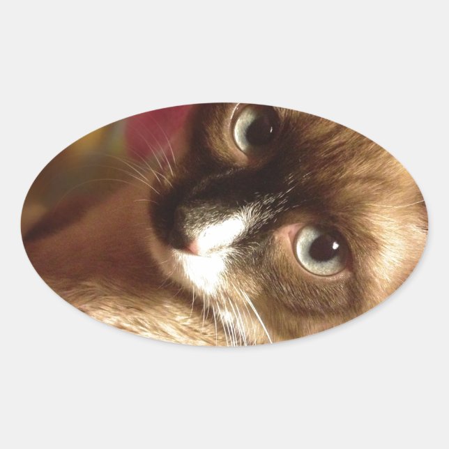 Adesivo Oval Gato Marrom Bonito (Frente)