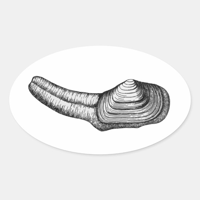 Adesivo Oval Geoduck Clam (ilustração a preto e branco) (Frente)