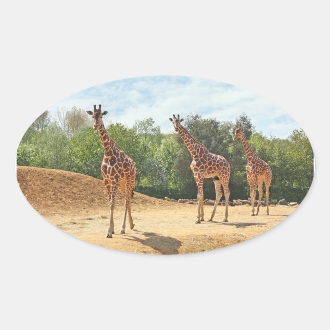 Adesivo Oval Girafas Stickers (Frente)