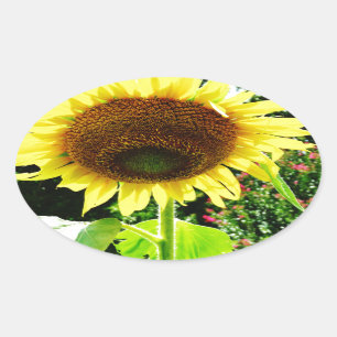 Adesivo Oval Girassol amarelo grande