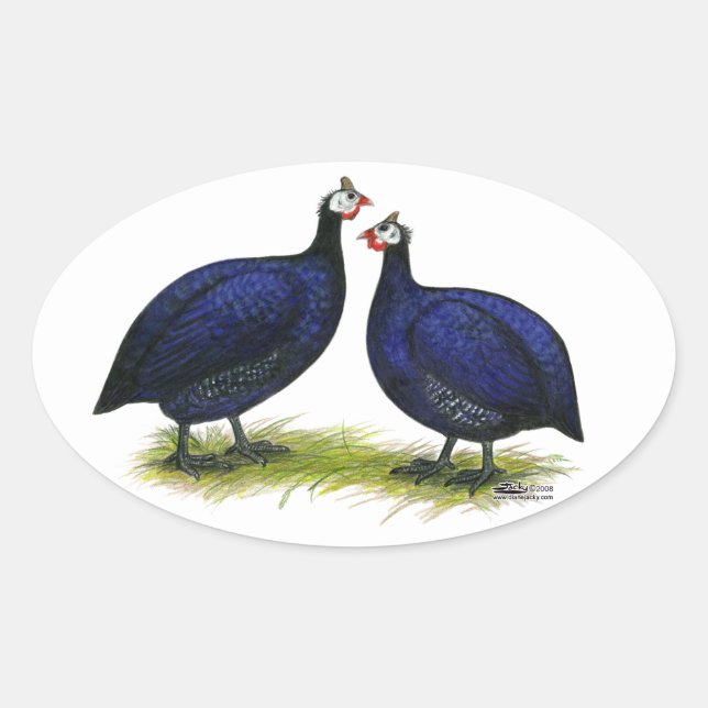 Adesivo Oval Guineas Royal Purple Pair (Frente)