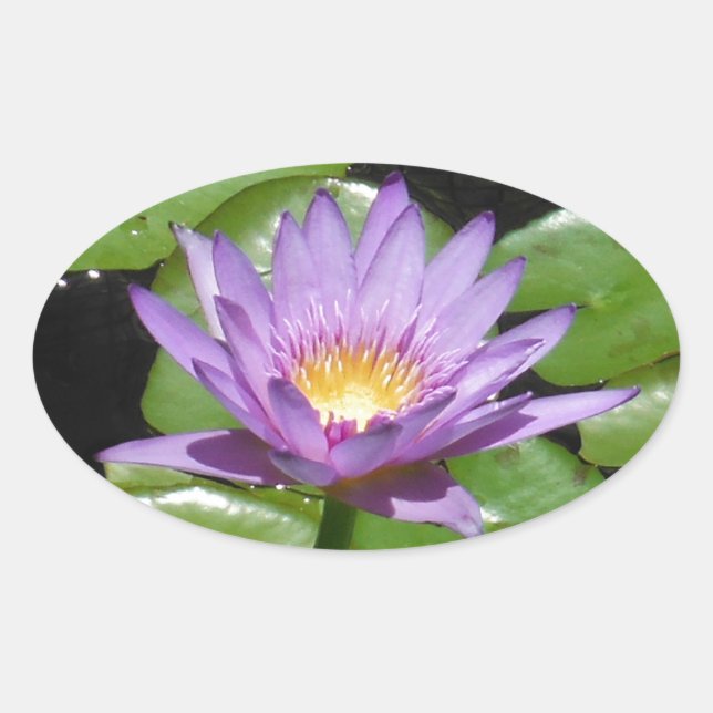 Adesivo Oval Hawaii Lotus Flower (Frente)