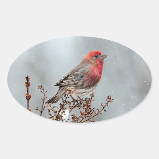 Adesivo Oval House Finch in Snow - Foto original (Frente)