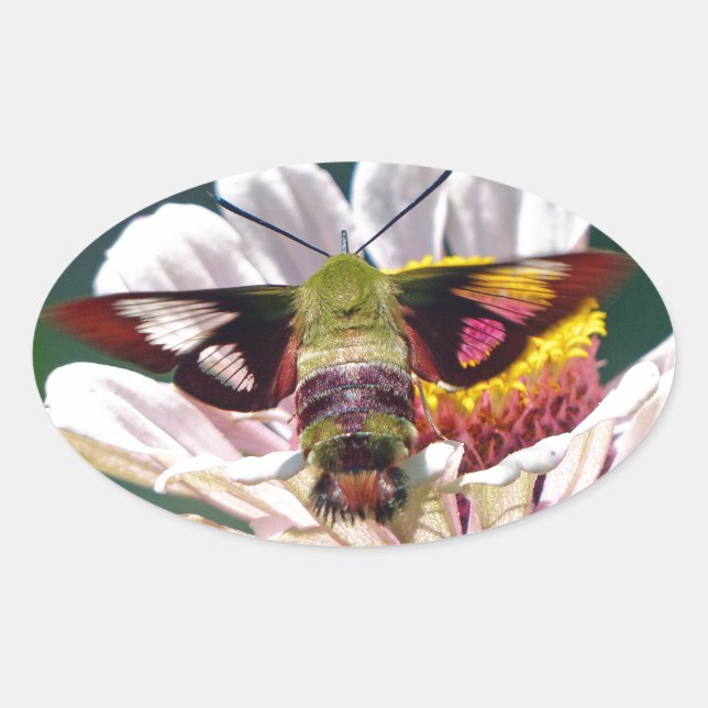 Adesivo Oval Hummingbird Moth (Frente)