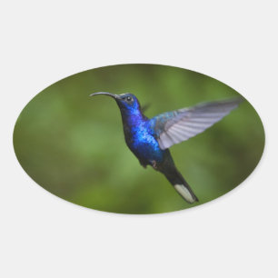 ADESIVO OVAL HUMMINGBIRD STICKER