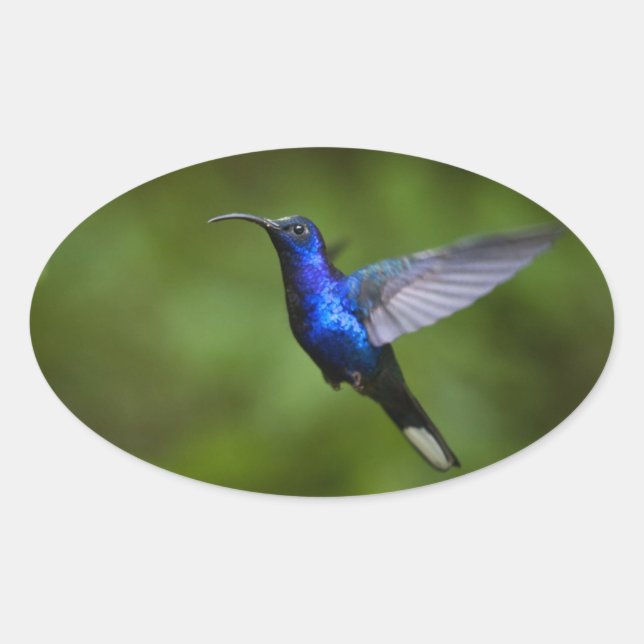 ADESIVO OVAL HUMMINGBIRD STICKER (Frente)