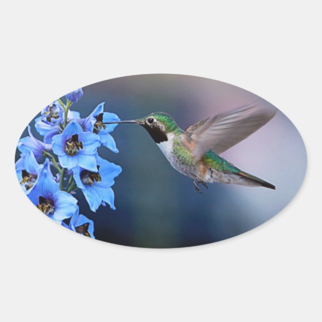 ADESIVO OVAL HUMMINGBIRD STICKERS (Frente)