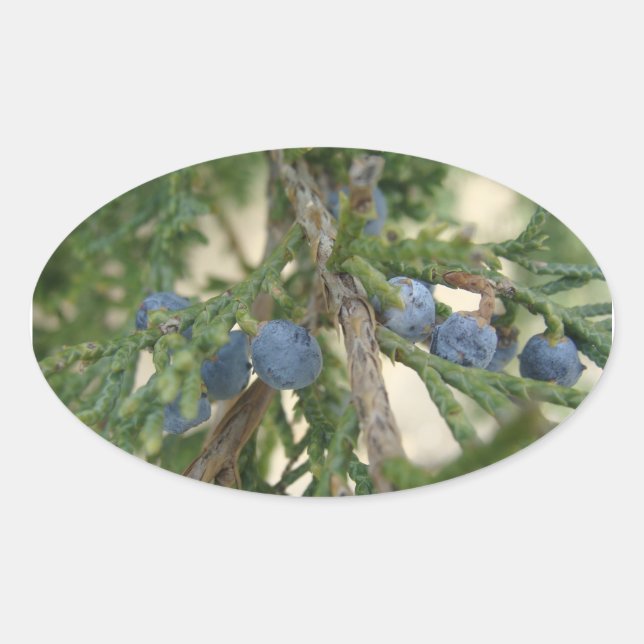 Adesivo Oval Juniper Berry Stickers (Frente)
