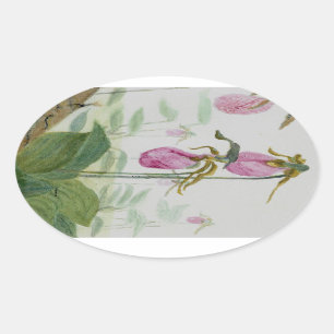 Adesivo Oval Lady Slippers