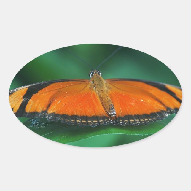 Adesivo Oval Laranja Brilhante e Borboleta Negra em Folha (Frente)