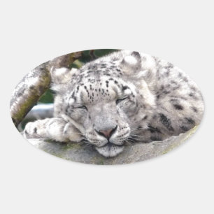 Adesivo Oval Leopardo de neve - bonito!