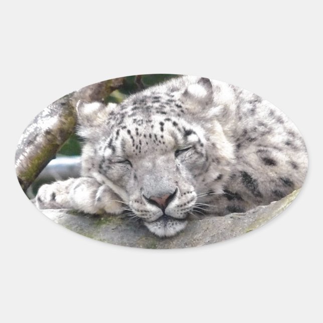 Adesivo Oval Leopardo de Neve - lindo! (Frente)