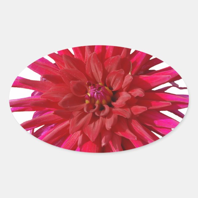 Adesivo Oval Lilly Rosa (Frente)