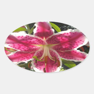 Adesivo Oval Lily do Dia Rosa