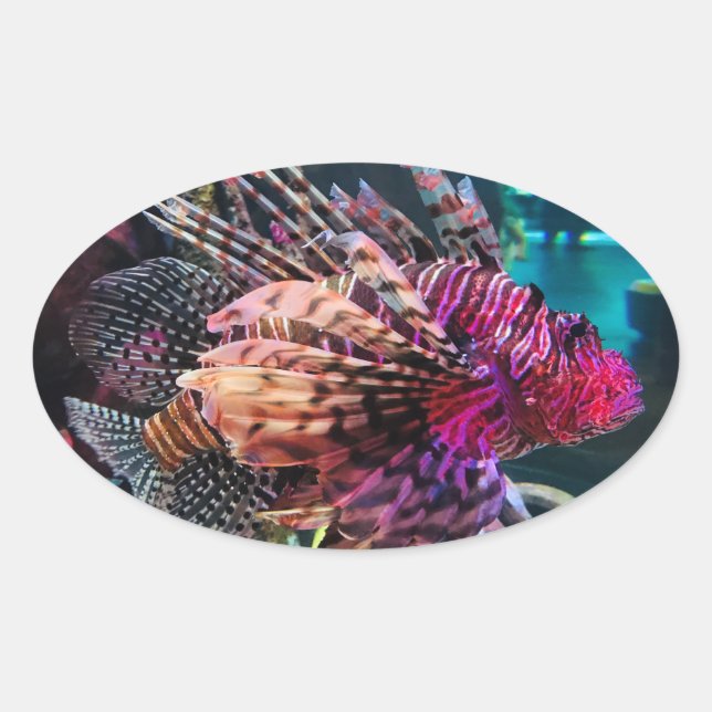 Adesivo Oval Lionfish espetacular (Frente)