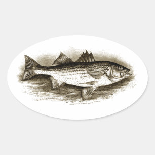 Adesivo Oval Logotipo de Bass Striped (vintage)