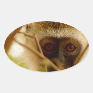 Adesivo Oval Macaco atrevido.