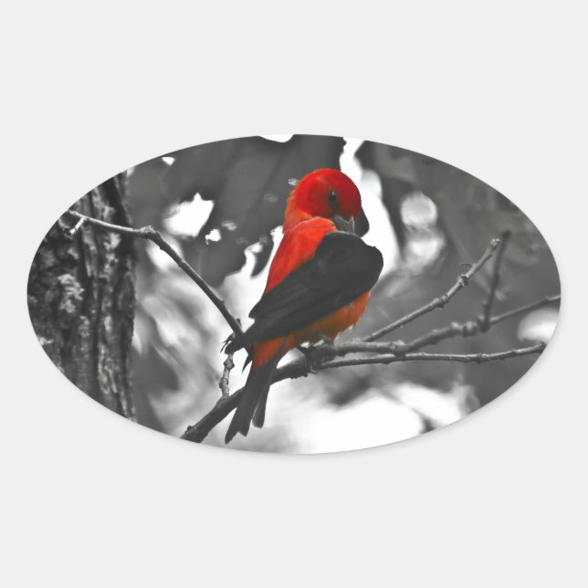 Adesivo Oval Male Scarlet Tanager (Frente)