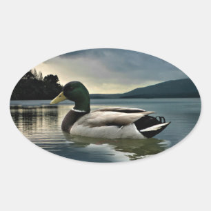Adesivo Oval Mallard Duck No Lago