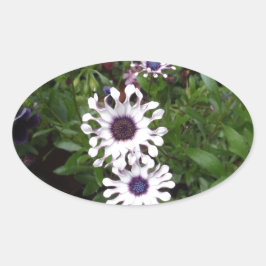 Adesivo Oval Margarida Africana Branca