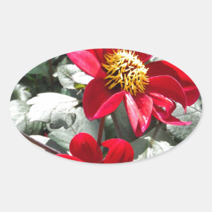 Adesivo Oval margarida rosa-vermelha / flores das margaridas