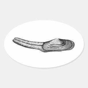 Adesivo Oval Moluscos de Geoduck (ilustração preto e branco)