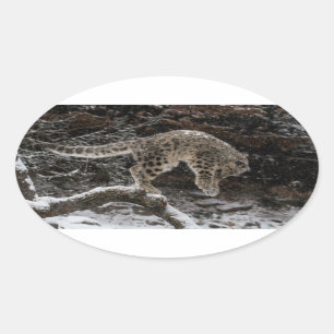Adesivo Oval O leopardo de neve Cub ataca