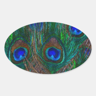 Adesivo Oval O pavão vibrante empluma-se a decoração do esti