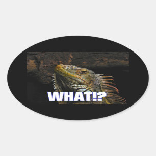 Adesivo Oval O quê? Iguana
