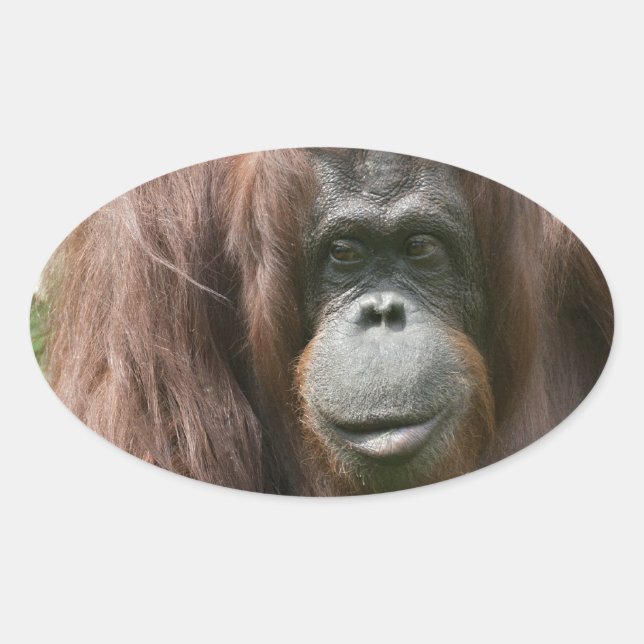Adesivo Oval Orangutan (Frente)