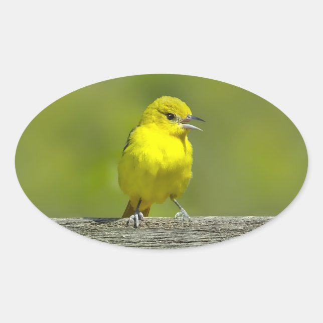 Adesivo Oval Orchard Oriole - Fotografia original (Frente)