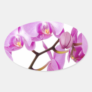 Adesivo Oval orchids-flowers.jpg