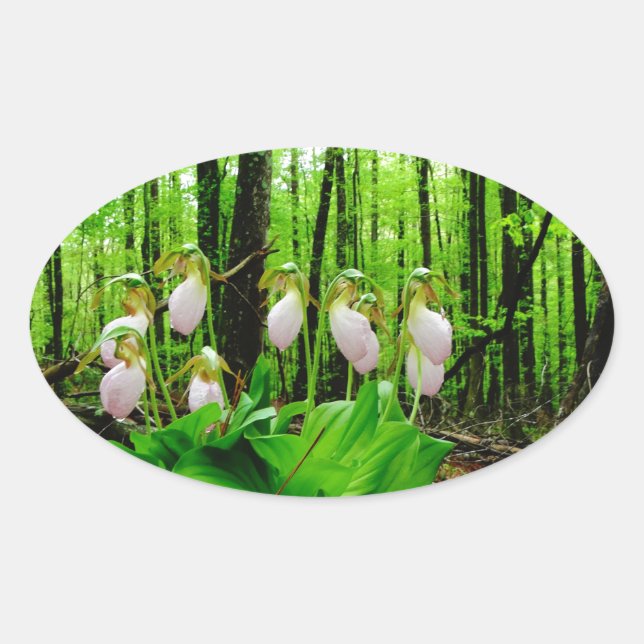 Adesivo Oval Orquídea silvestre de Lady Slipper Rosa (Frente)