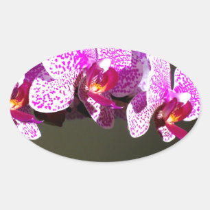 Adesivo Oval Orquídeas florais tropicais, cor-de-rosa, elegante