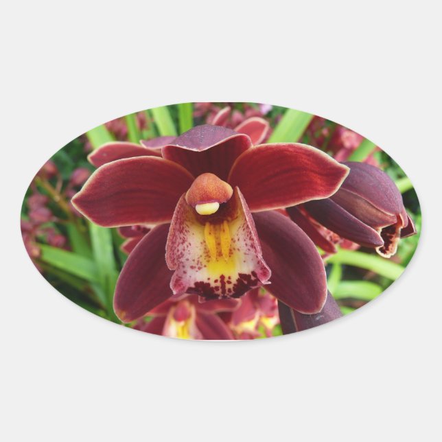 Adesivo Oval Orquídeas Maroon I Belo Floral Vermelho (Frente)