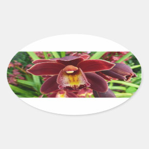 Adesivo Oval Orquídeas Maroon I Belo Floral Vermelho