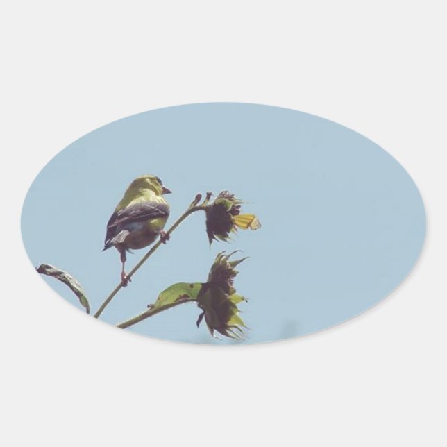 Adesivo Oval Os meus visitantes favoritos. #ave #natureza #vida (Frente)
