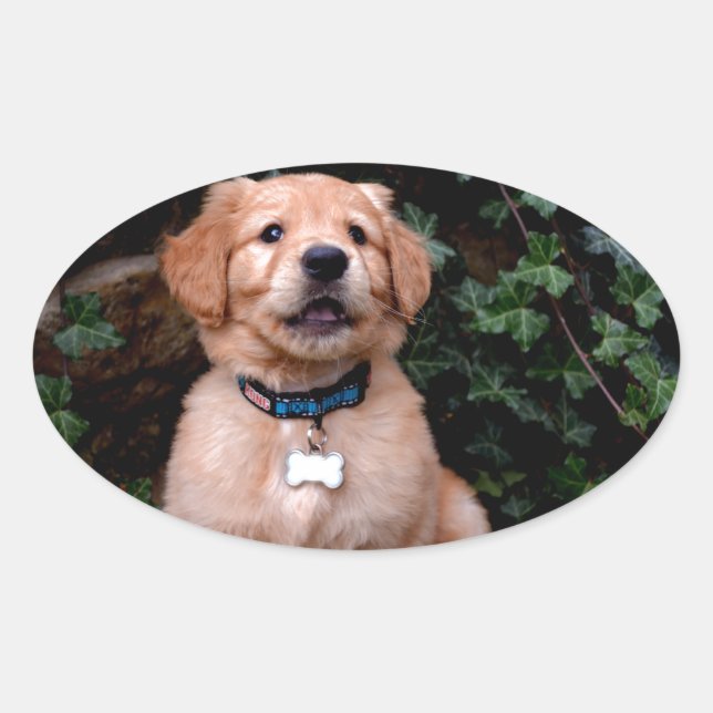 Adesivo Oval Ouro Retriever Puppy (Frente)