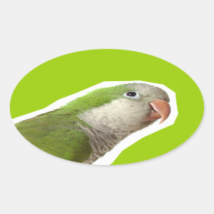 Adesivo Oval Parakeet da monge