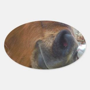 Adesivo Oval Páscoa Bunny e Cavalo Marrom