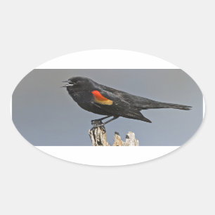 Adesivo Oval Pássaro preto Vermelho-Voado