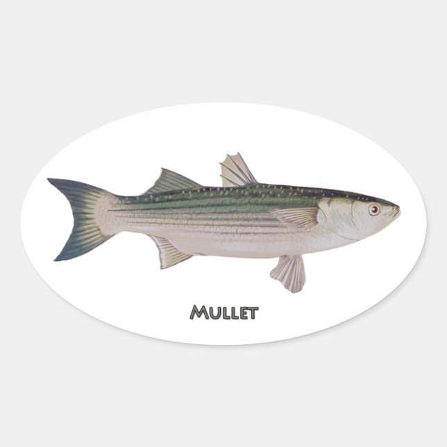 Adesivo Oval Peixes Mullet (Frente)