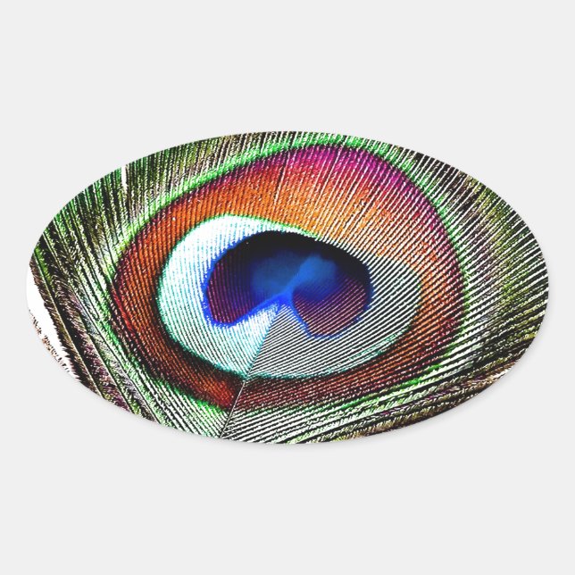 Adesivo Oval Pena Colorida de Peacock de Cobre (Frente)