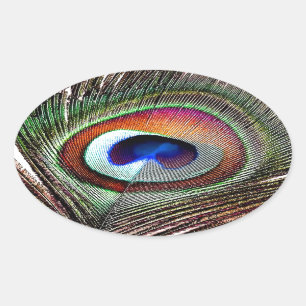 Adesivo Oval Pena Colorida de Peacock de Cobre