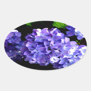 Adesivo Oval Periwinkle Hydrangeas