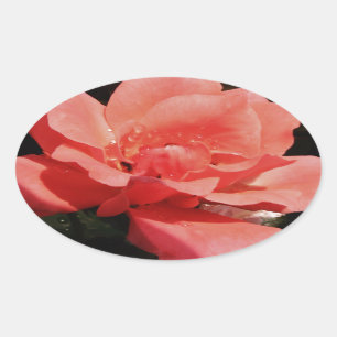 Adesivo Oval pêssego cor-de-rosa e dewdrops