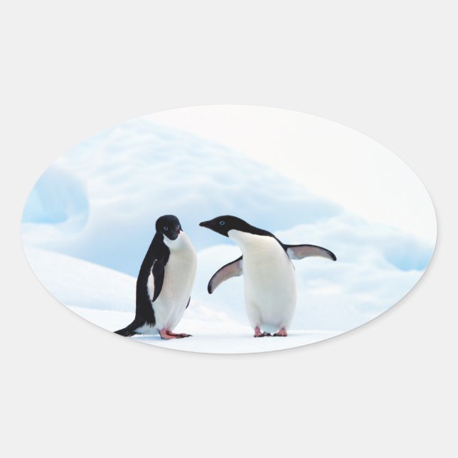 Adesivo Oval Pinguins Adelie (Frente)